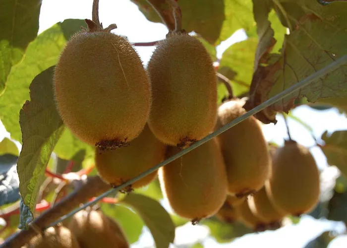 La Ginestiere 펜션