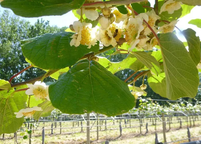 La Ginestiere Villematier