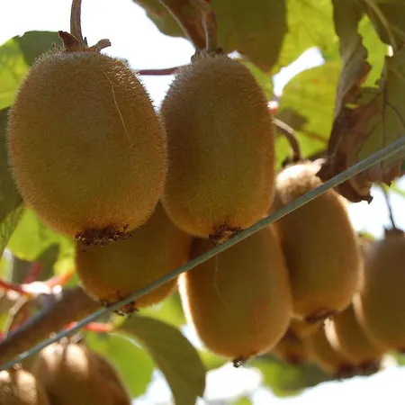 La Ginestiere Σπίτι διακοπών