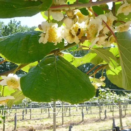 La Ginestiere Villematier